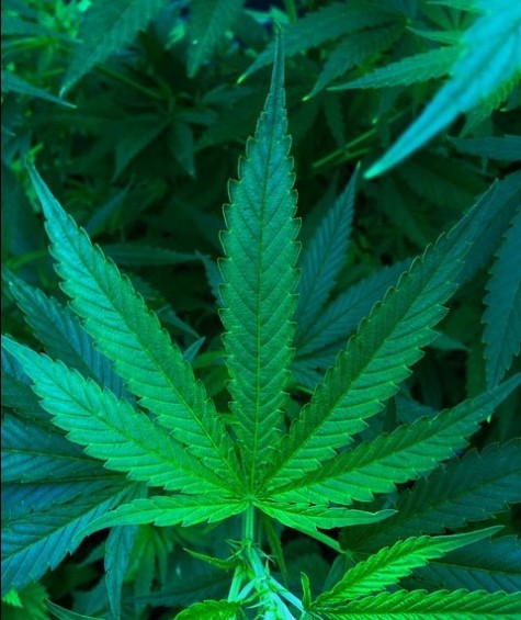 Conférence "Le cannabis : Faits et méfaits"