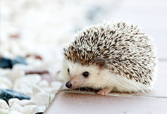 code-juridique-des-animaux