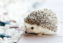 code-juridique-des-animaux