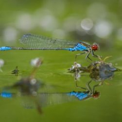 erythromma-viridulum-male-3-600x600